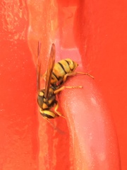 Vespa simillima xanthoptera