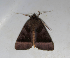 Catocala badia badia