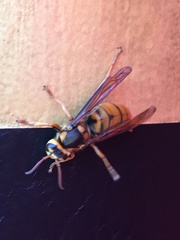Vespa simillima xanthoptera
