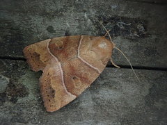 Cosmia trapezina