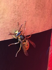 Vespa simillima xanthoptera