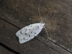 Scythropiodes leucostola