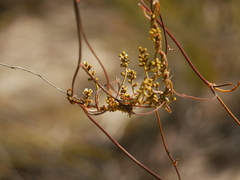 Cassytha melantha