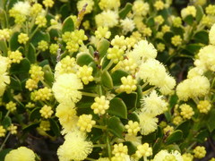Acacia littorea