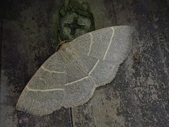 Trisateles emortualis