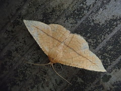 Striglina cancellata