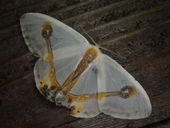 Macrocilix mysticata watsoni