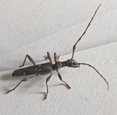 Quasiphneope quadrimaculata