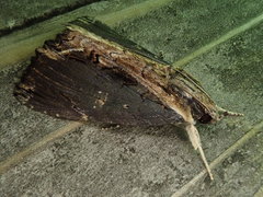 Ercheia umbrosa