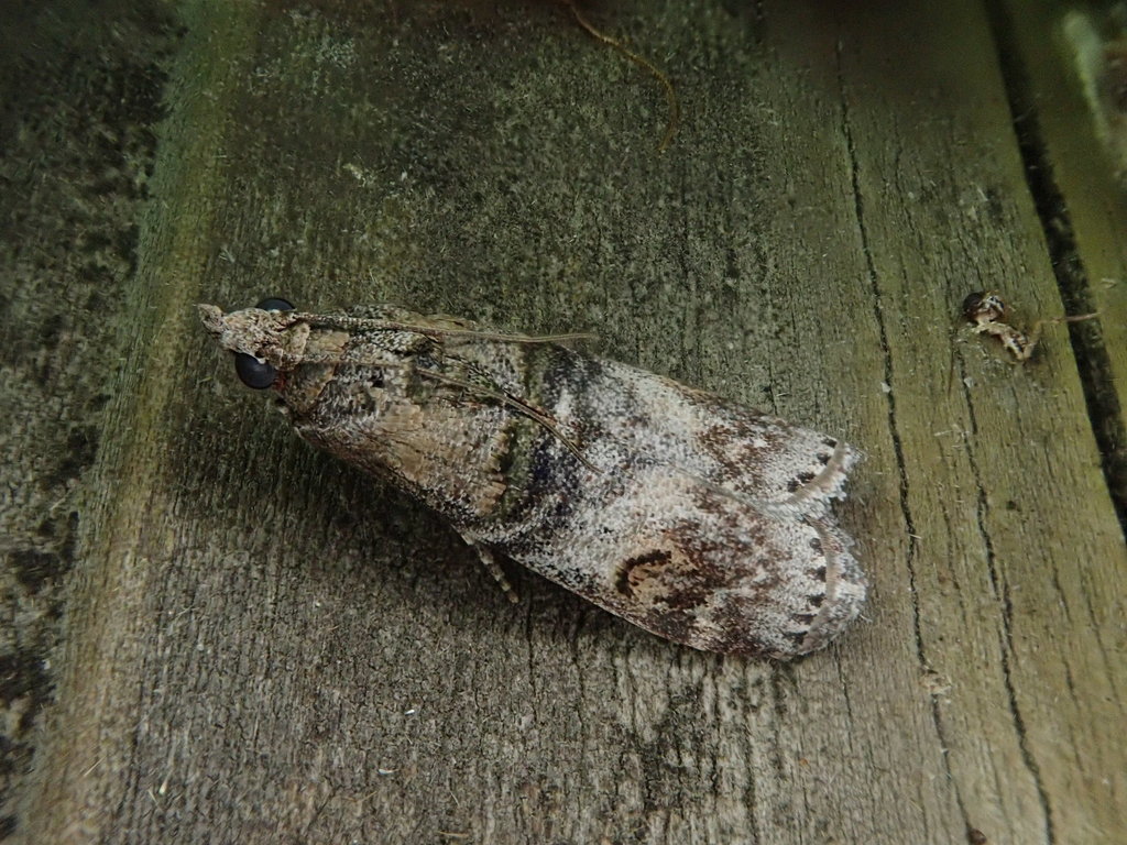 Nephopterix intercisella