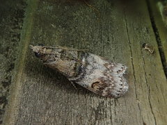 Nephopterix intercisella