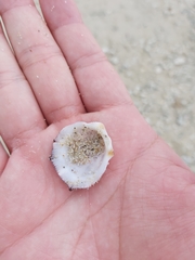 Spondylus nicobaricus