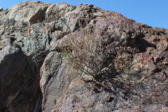 Dyerophytum africanum