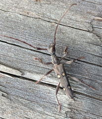 Quasiphneope quadrimaculata