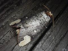 Phalera angustipennis