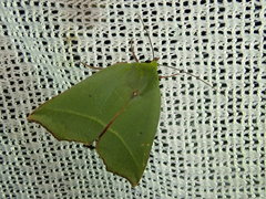 Clethrophora distincta