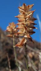 Dyerophytum africanum