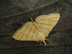 Pagyda quadrilineata