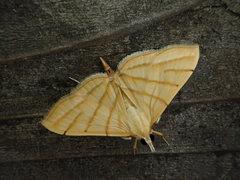 Pagyda quadrilineata