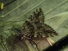 Catocala hyperconnexa