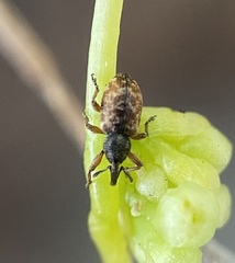 Smicronyx sculpticollis