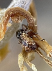 Smicronyx sculpticollis