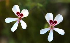 Pelargonium patulum patulum