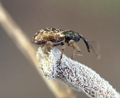 Smicronyx sculpticollis