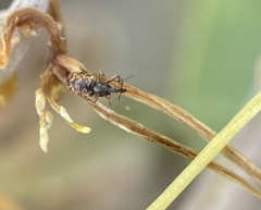 Smicronyx sculpticollis