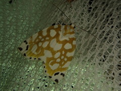 Sinna extrema