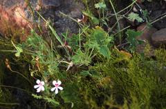 Pelargonium patulum patulum