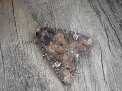 Anapamea cuneatoides