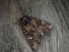 Anapamea cuneatoides