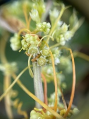 Cuscuta campestris