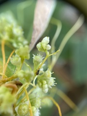 Cuscuta campestris