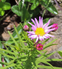 Lepidostephium asteroides
