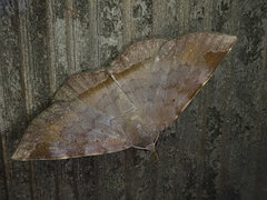 Mecodina nubiferalis