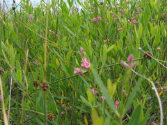 Apocynum venetum