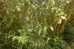Passiflora tetrandra