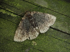 Diomea cremata