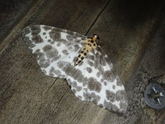 Dilophodes elegans elegans