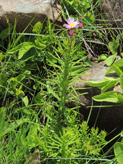 Lepidostephium asteroides