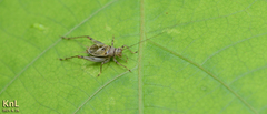 Svistella bifasciata