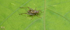 Svistella bifasciata