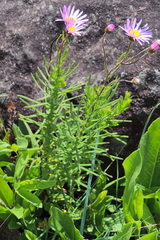 Lepidostephium asteroides