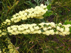 Acacia littorea