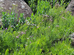 Lepidostephium asteroides