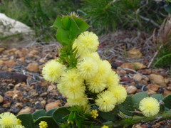 Acacia littorea