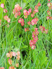 Rumex woodii