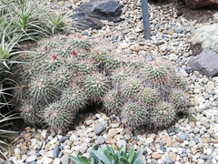 Mammillaria compressa